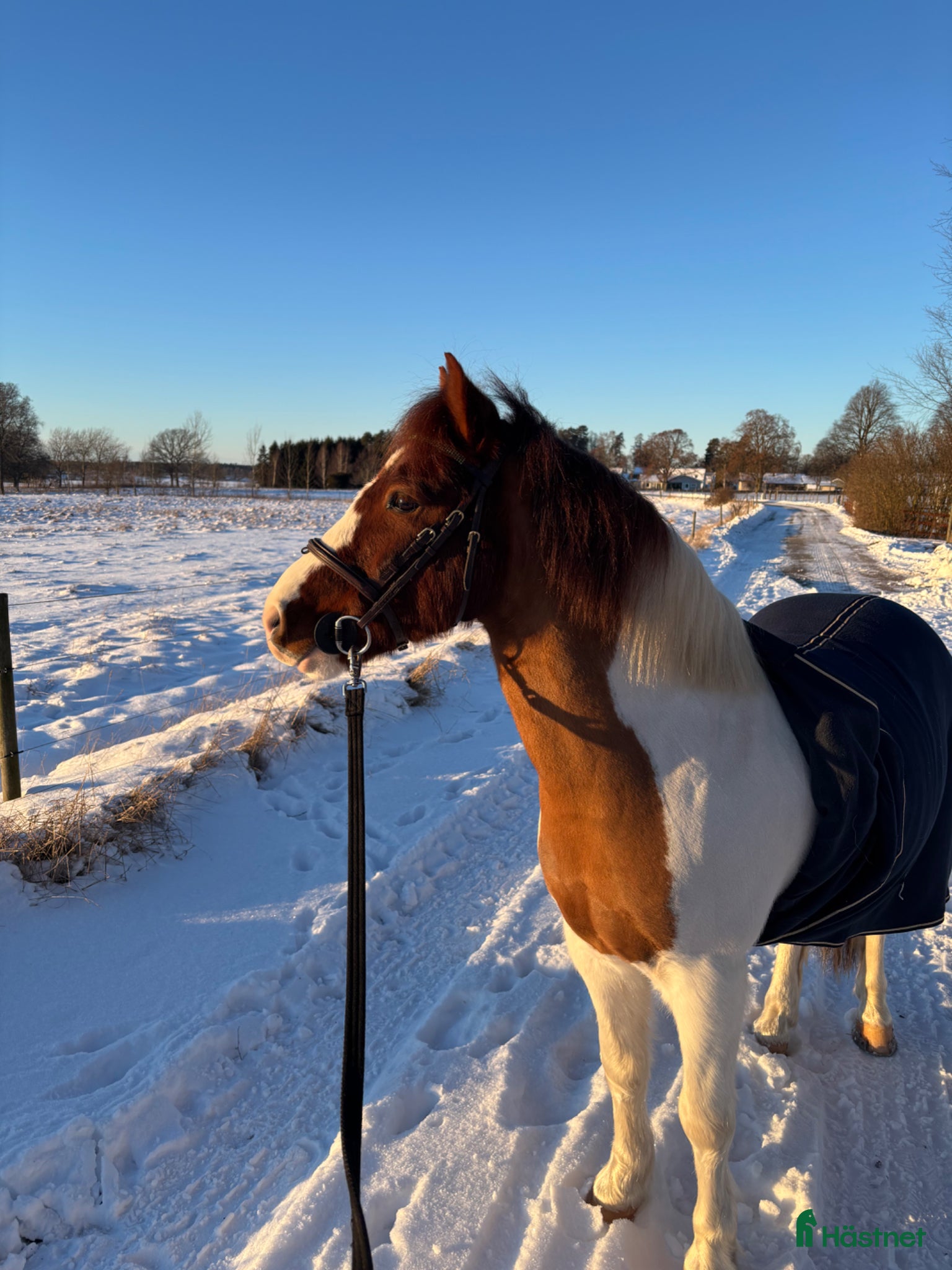 Allround hästar till salu: Superhärlig ponny - Annons 1