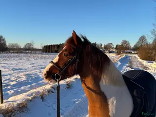 hästar Superhärlig ponny - Annons 5