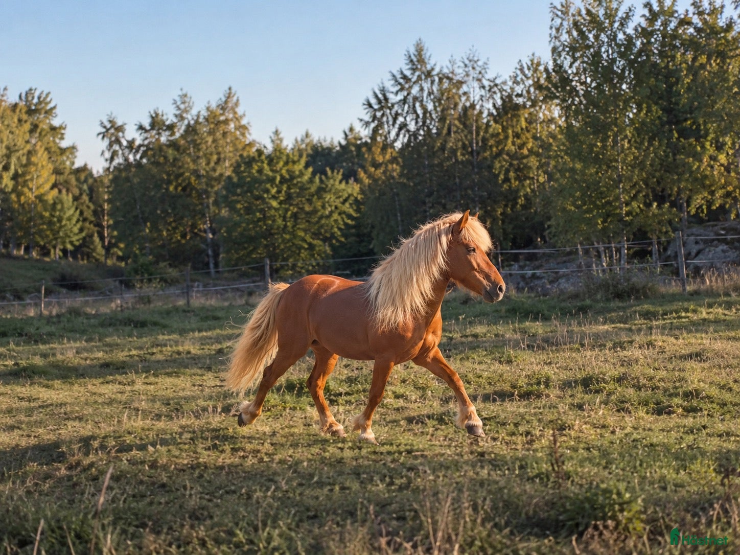  hästar Finaste familje islänningen - Annons 1