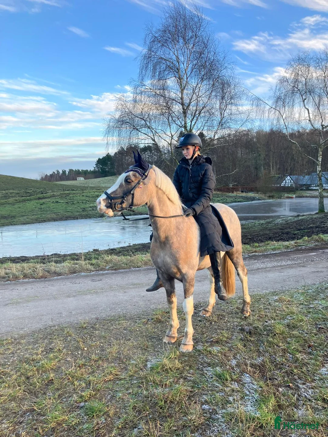 Hoppning hästar till salu: Stjernepony  - Annons 10