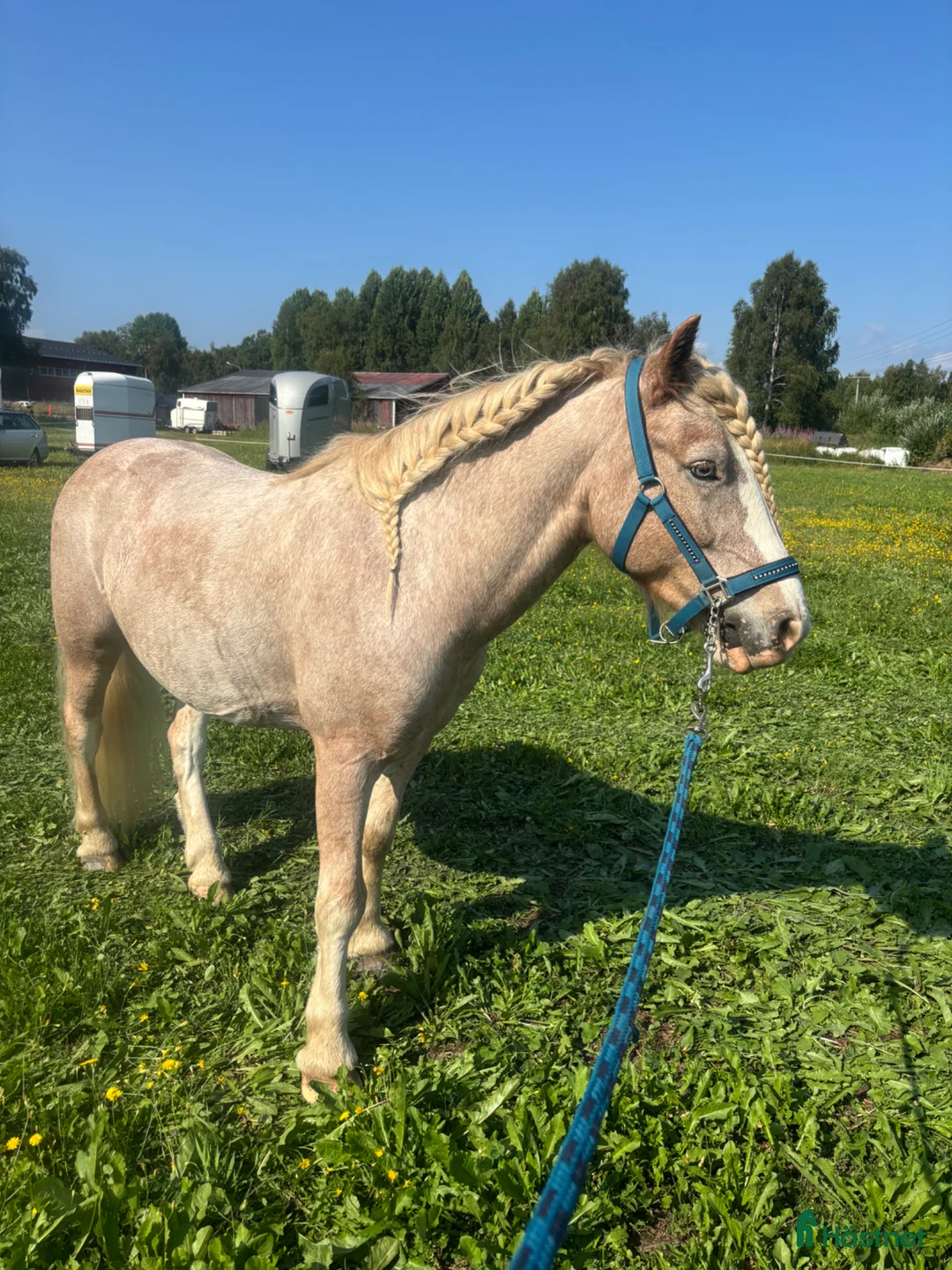 Allround hästar till salu: Bästa vän - Annons 1