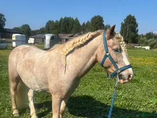 hästar Bästa vän - Annons 3