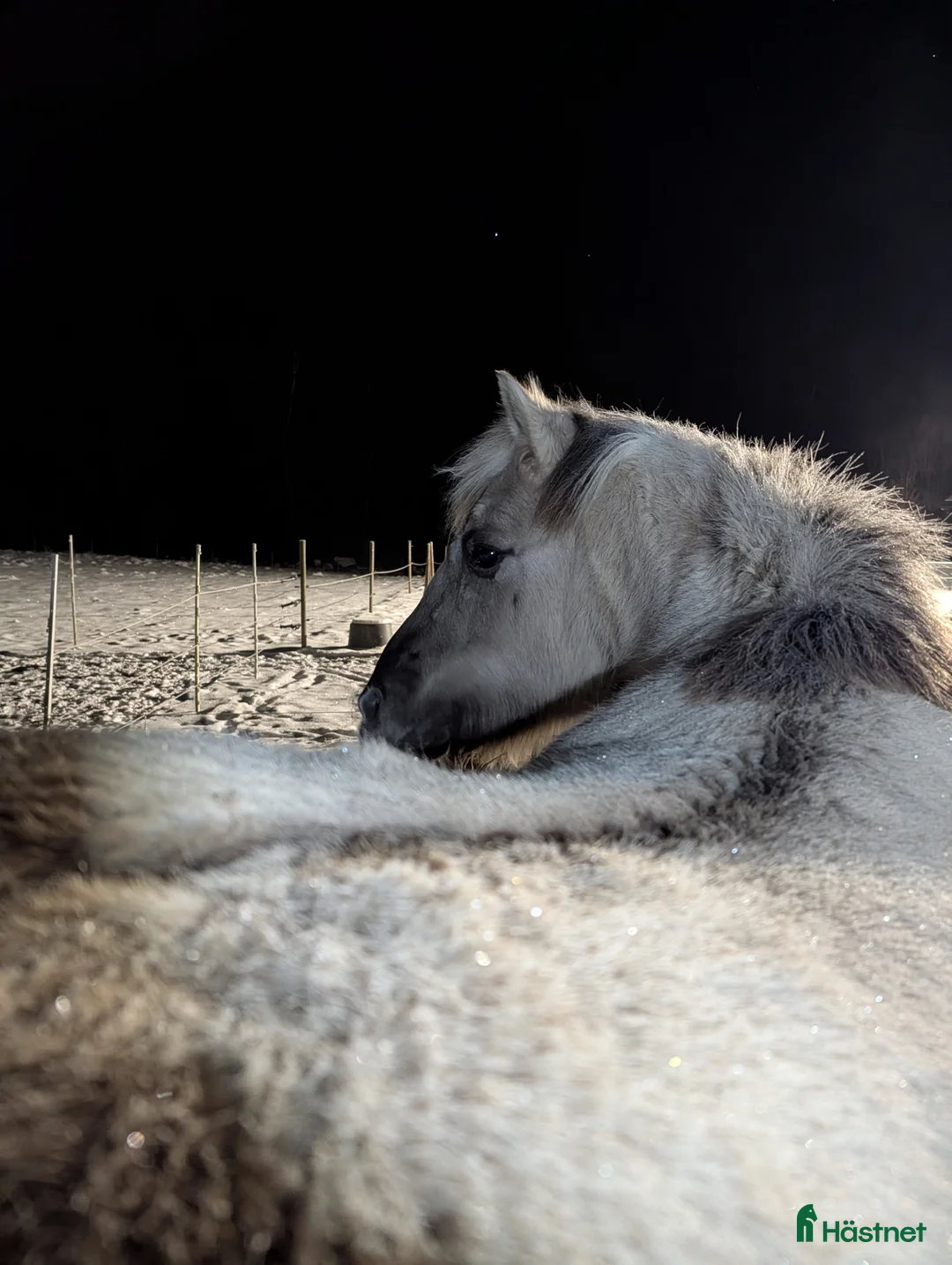 Allround hästar till salu: Bästa Skrollan  i Hallaröd - Annons 3