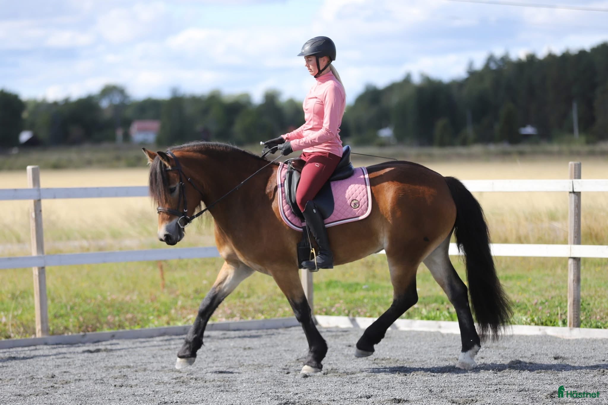  hästar Nordsvenskt sto med hög ridbarhet - Annons 14