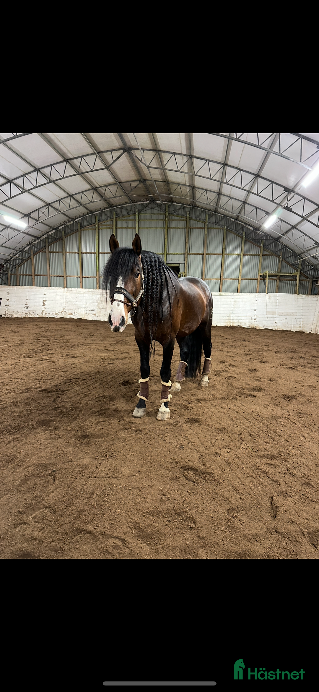 Distans hästar till salu: Min drömhäst är tillsalu  i Vretstorp - Annons 4