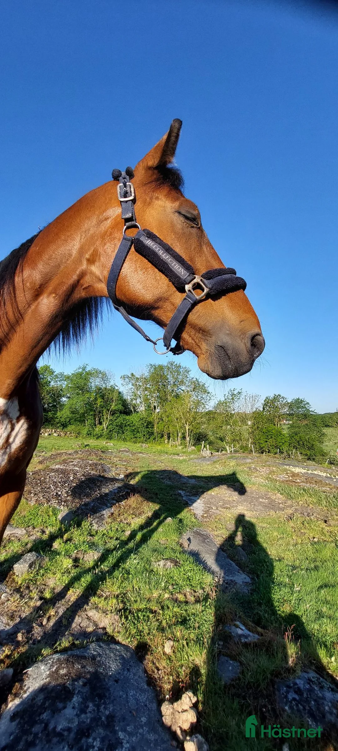 Working Equitation hästar till salu: Höwings Unicorn mångsidig valack i Göteborg - Annons 9