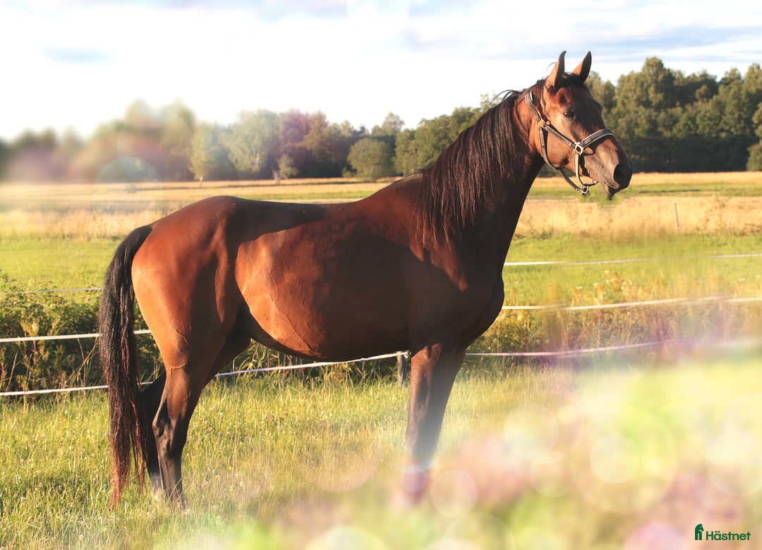 Dressyr hästar till salu: Dräktigt sto för dressyr och/eller avel i Dyltabruk - Annons 2