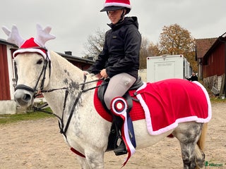 hästar Snäll D-ponny för ridning och avel! i Broby - Annons 3