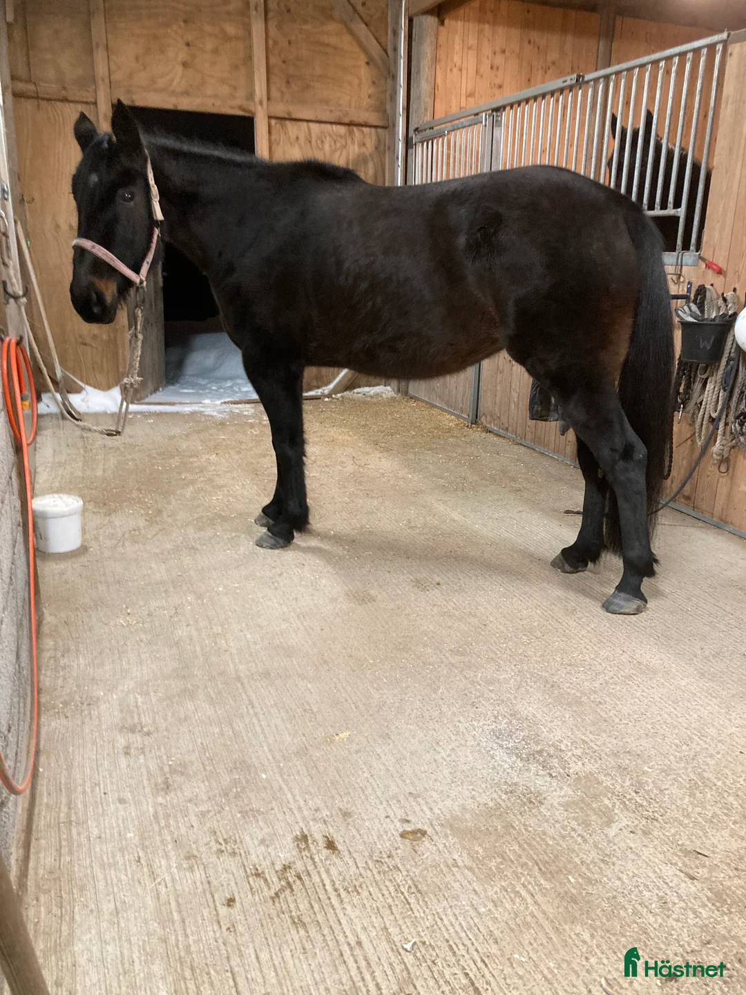 Trav hästar till salu: Varmblodsto för Avel i Borlänge - Annons 6