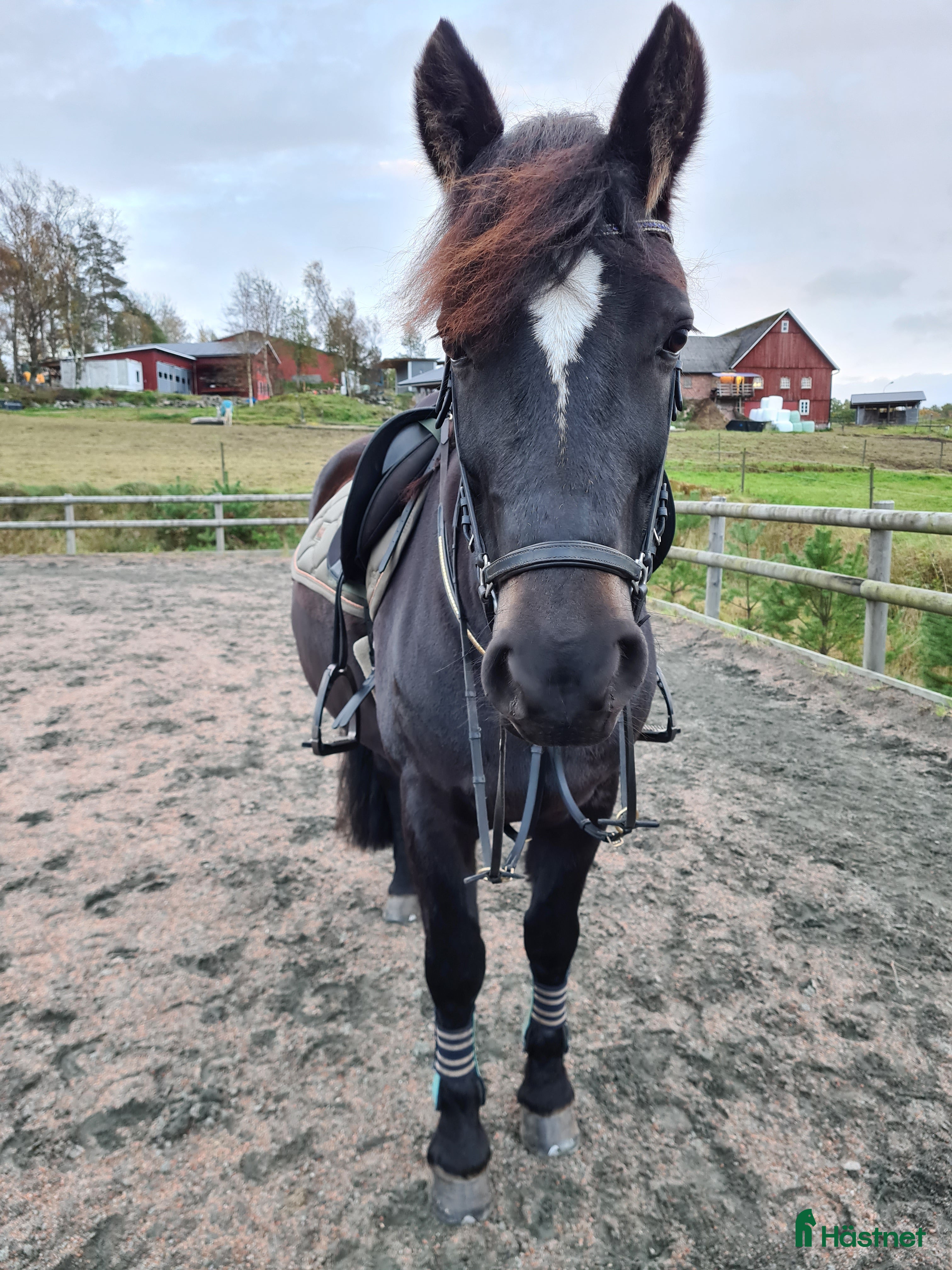  foderhäst Fodervärd sökes till kallblodstravaren Lisa. 🐴 i Bredared - Annons 6