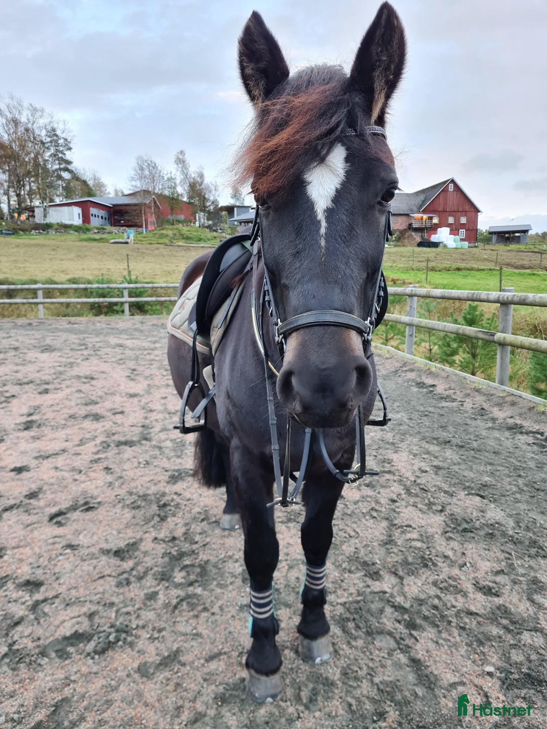  foderhäst finnes: Fodervärd sökes till kallblodstravaren Lisa. 🐴 i Bredared - Annons 1