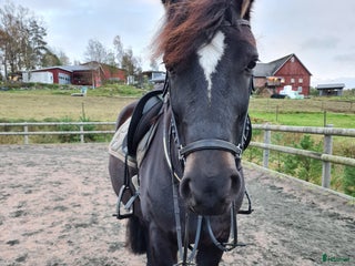 foderhäst Fodervärd sökes till kallblodstravaren Lisa. 🐴 i Bredared - Annons 14