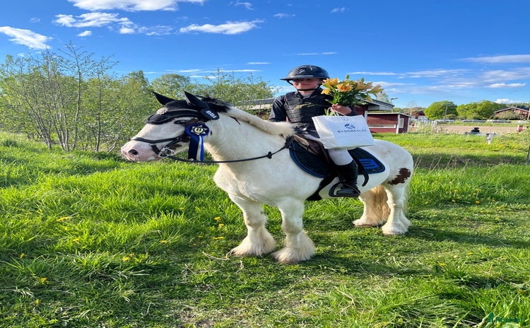  hästar i Sundsvall - Annons 5