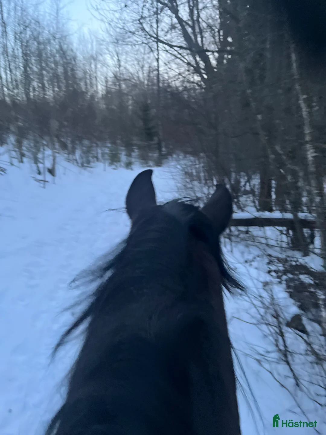 Allround hästar till salu: Fodervärd/samarbete sökes!  i Varnhem - Annons 1