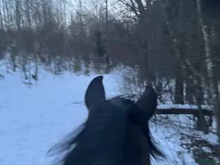 hästar Fodervärd/samarbete sökes! i Varnhem - Annons 1