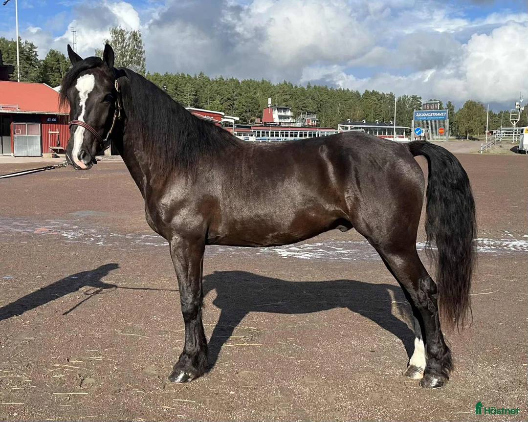 Trav hästar till salu: Välstammad 3 åring - Annons 2