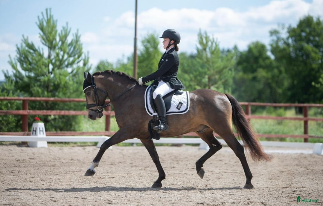 Dressyr hästar till salu: Guldkille till salu! i Kvissleby - Annons 17