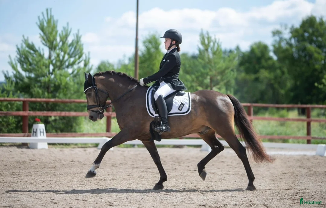 Dressyr hästar till salu: Guldkille till salu! i Kvissleby - Annons 17