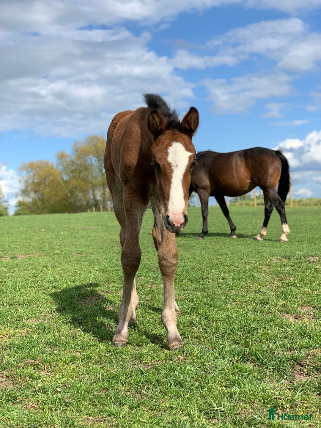 Avelshästar hästar till salu: Top avlshoppe sælges, hophest - Annons 19