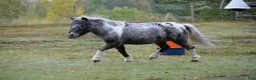 Allround hästar till salu: Shetlandponny sto pintaloosa - Annons 6