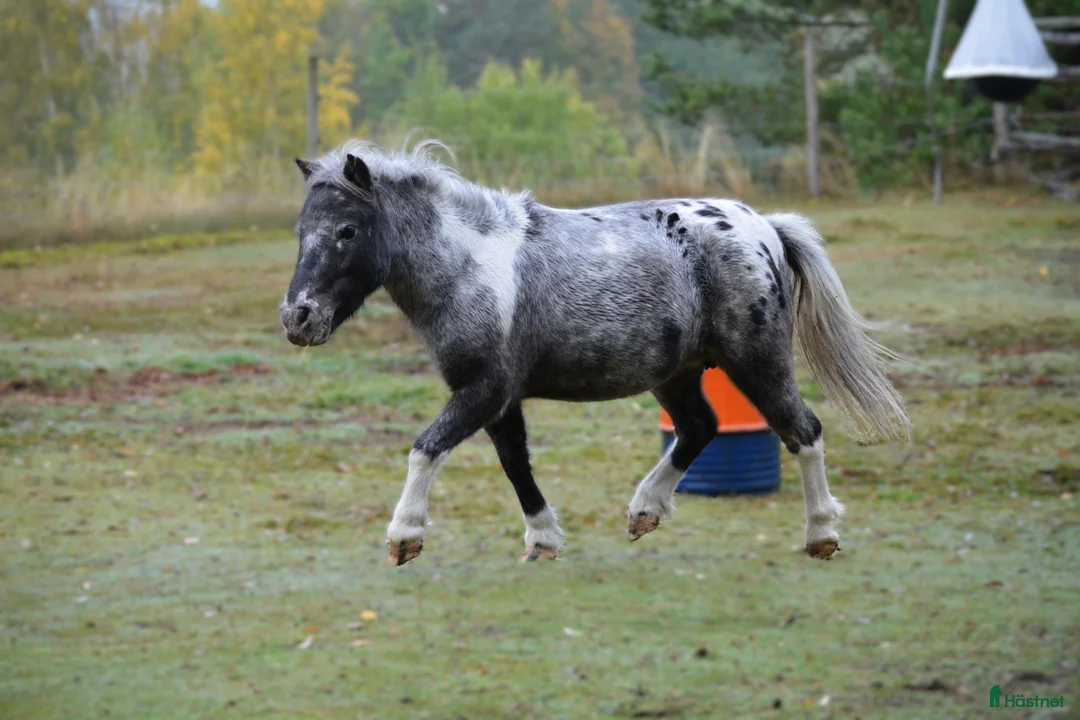 Allround hästar till salu: Shetlandponny sto pintaloosa - Annons 6