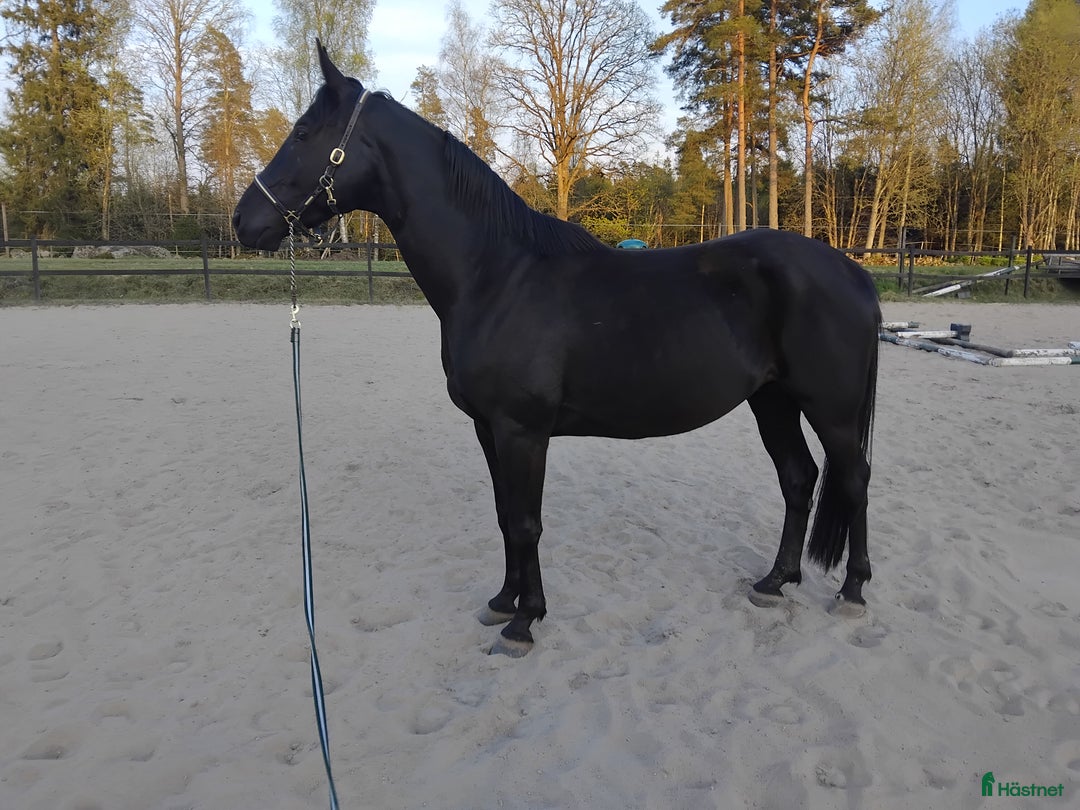 Allround hästar sökes: Bytes? i Tranemo - Annons 2