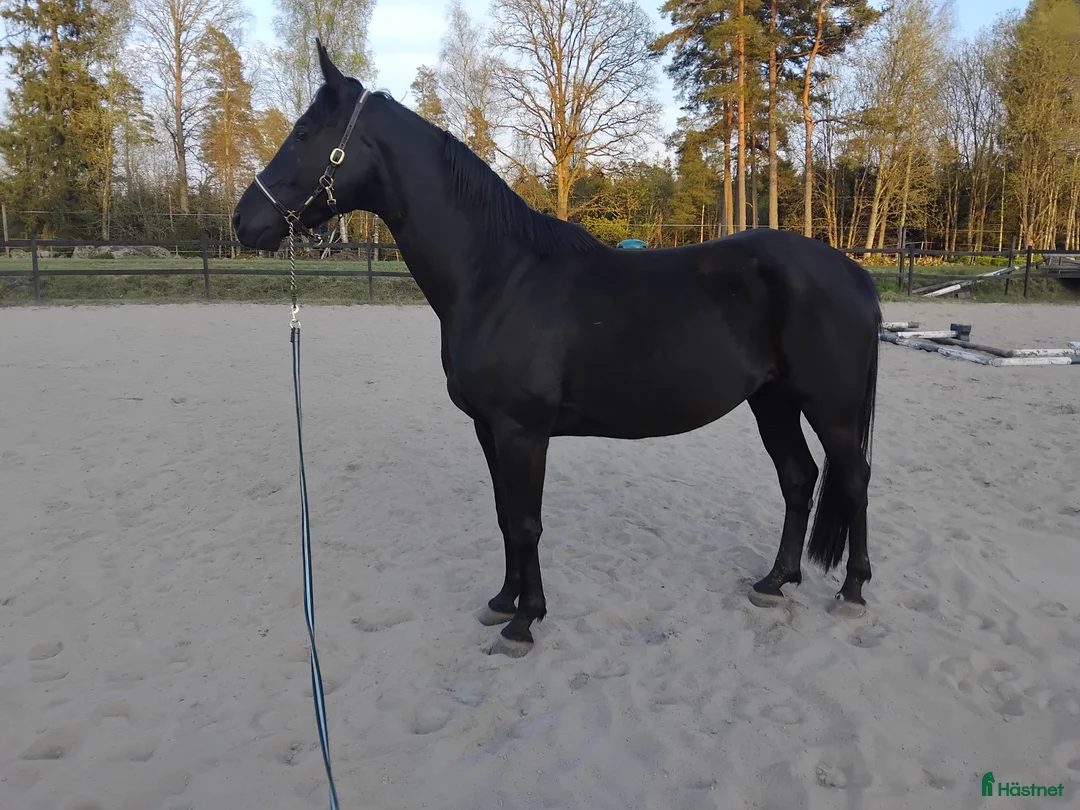 Allround hästar sökes: Bytes? i Tranemo - Annons 2