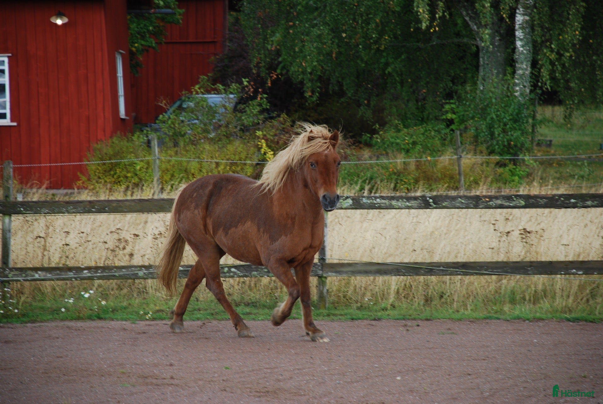  hästar Sällskap/hobby - Annons 2