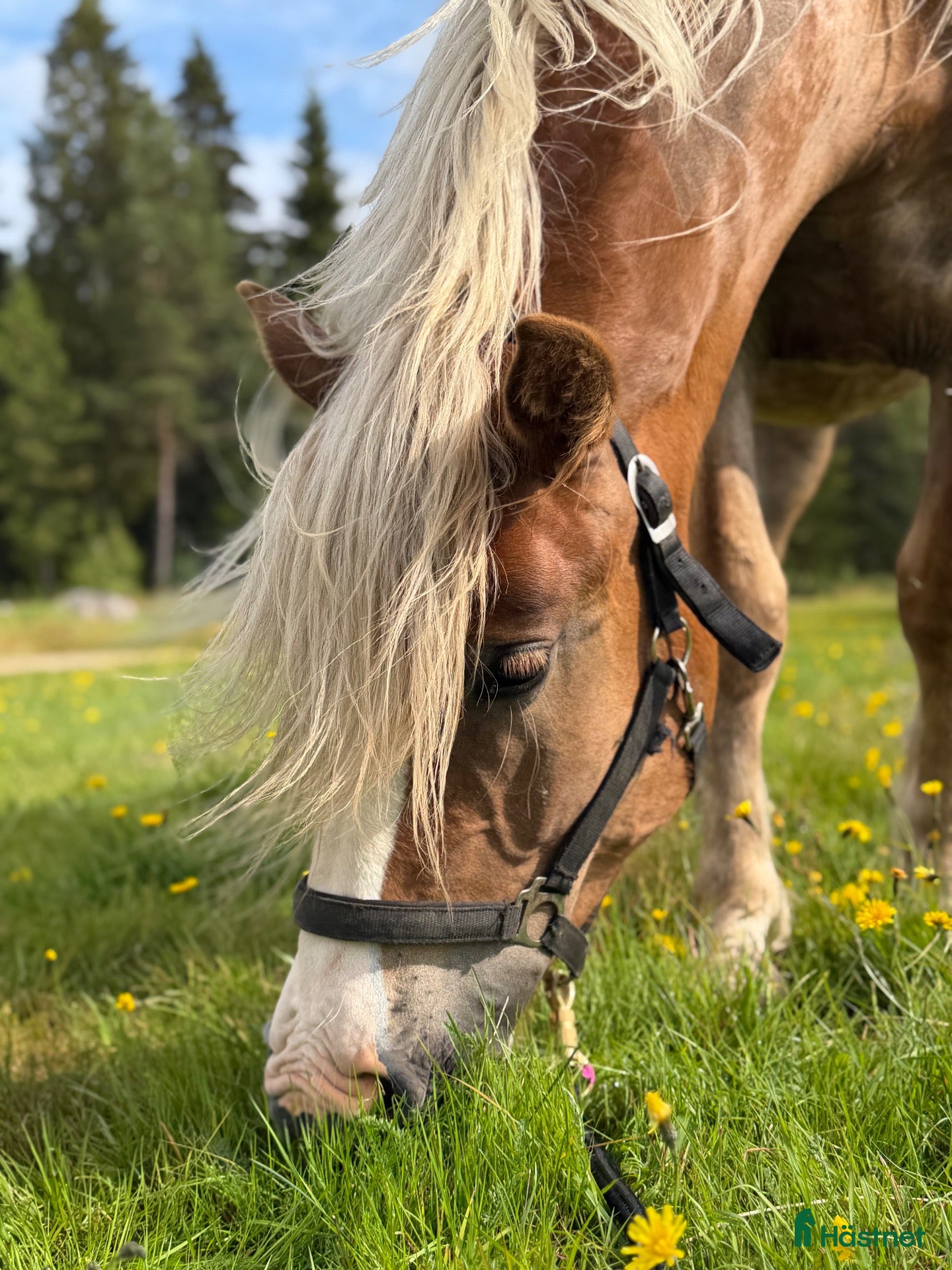  hästar Nordsvensk brukshäst letar nytt hem! - Annons 16