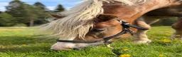 Körning hästar till salu: Nordsvensk brukshäst letar nytt hem! - Annons 1
