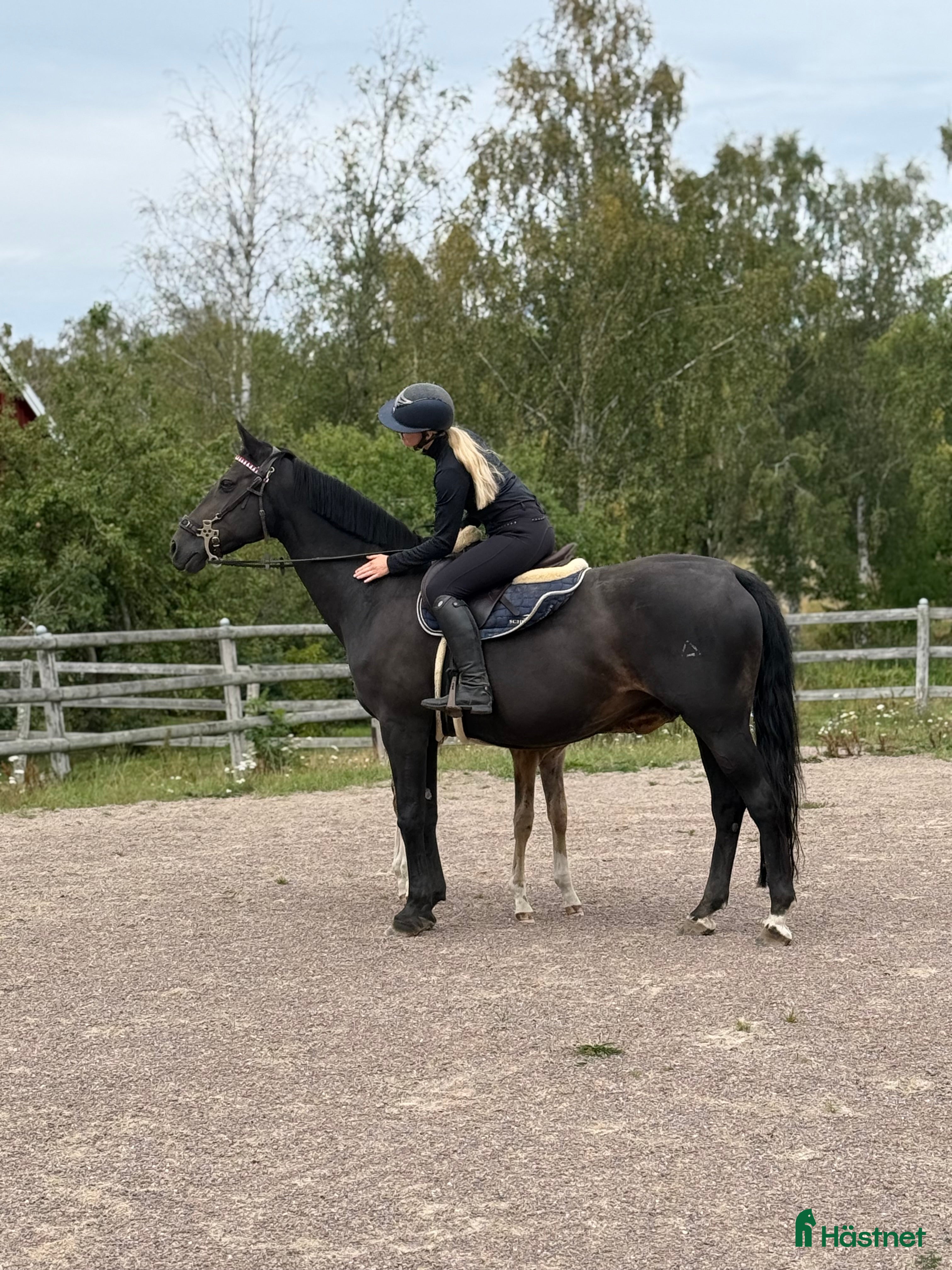  hästar Avel/skogsmulle/sällskap - Annons 2