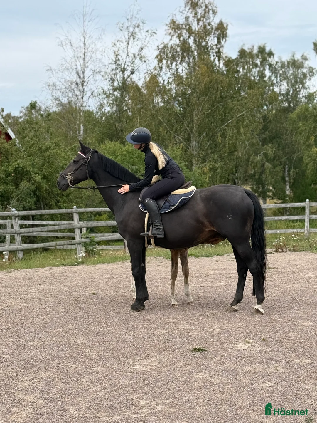 Sällskap hästar till salu: Avel/skogsmulle/sällskap - Annons 1