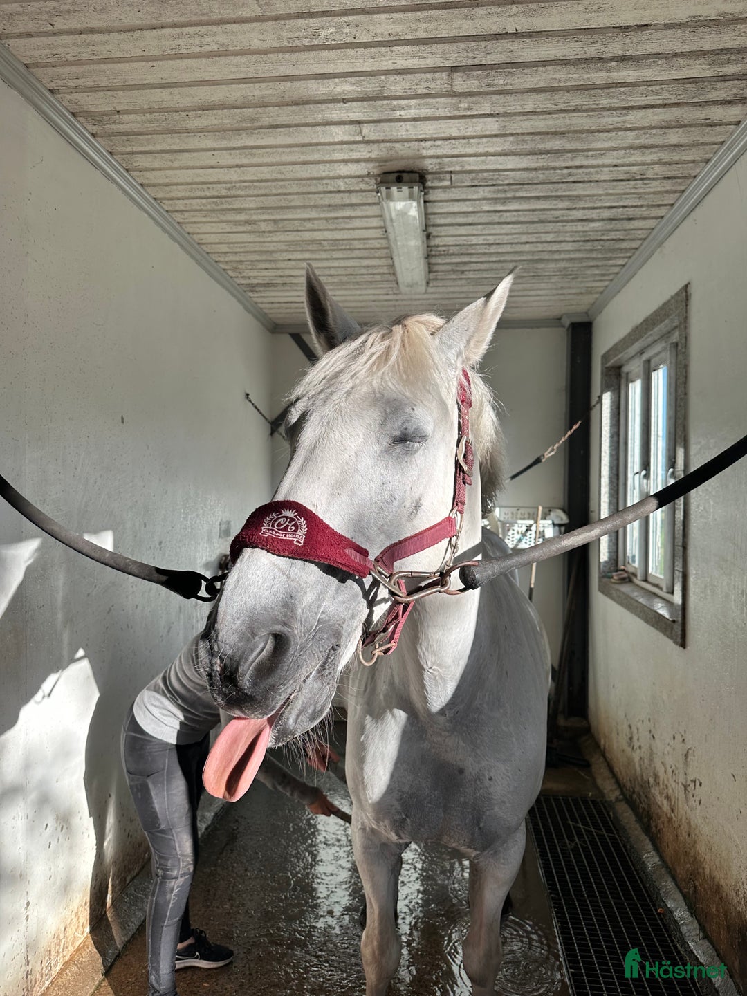 Allround hästar till salu: Självsäker mor- och dotterhäst! i Lidköping - Annons 2