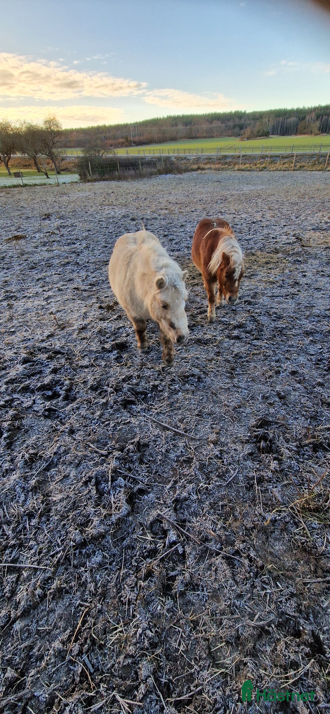 Allround hästar till salu: Två fina tjejer  i Gamleby - Annons 3