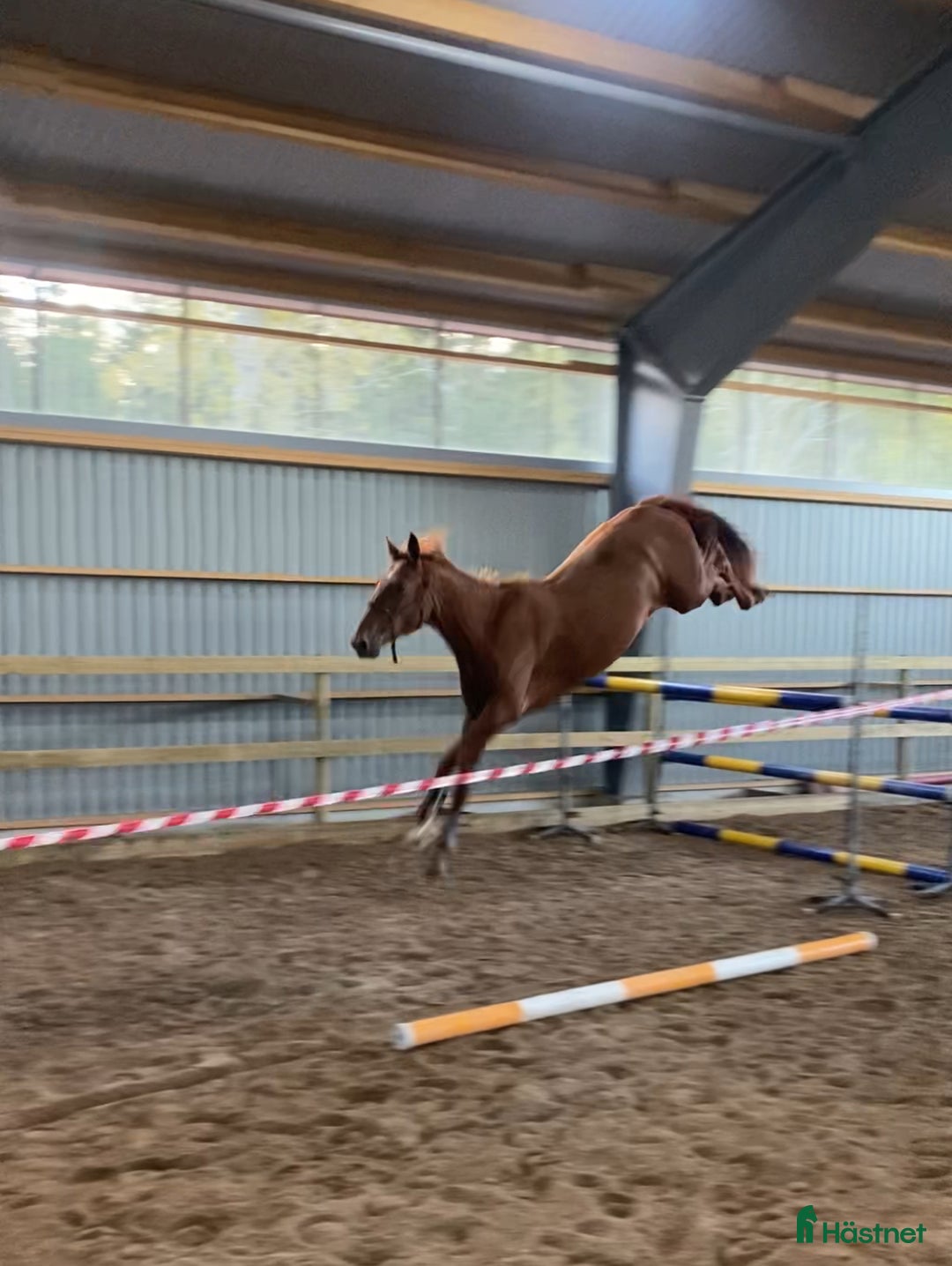 Hoppning hästar till salu: Nyfiken och socialt sto i Björköby - Annons 2