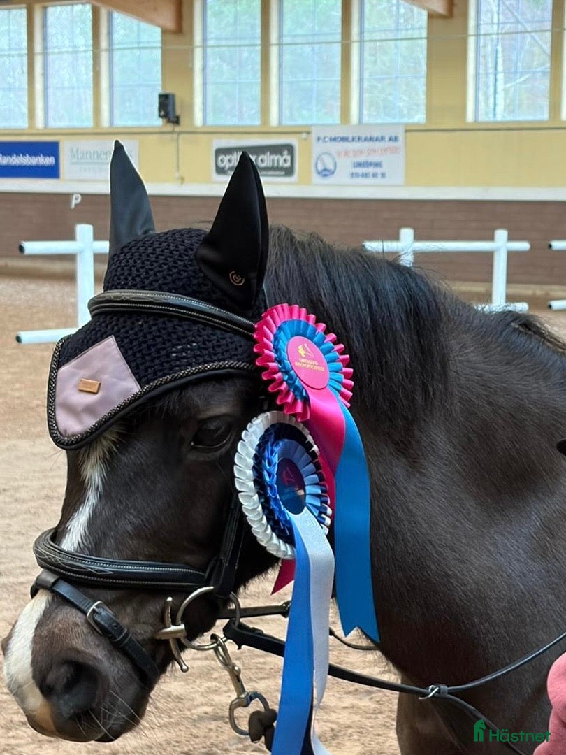 Allround hästar till salu: Den perfekta första ponny - Annons 1