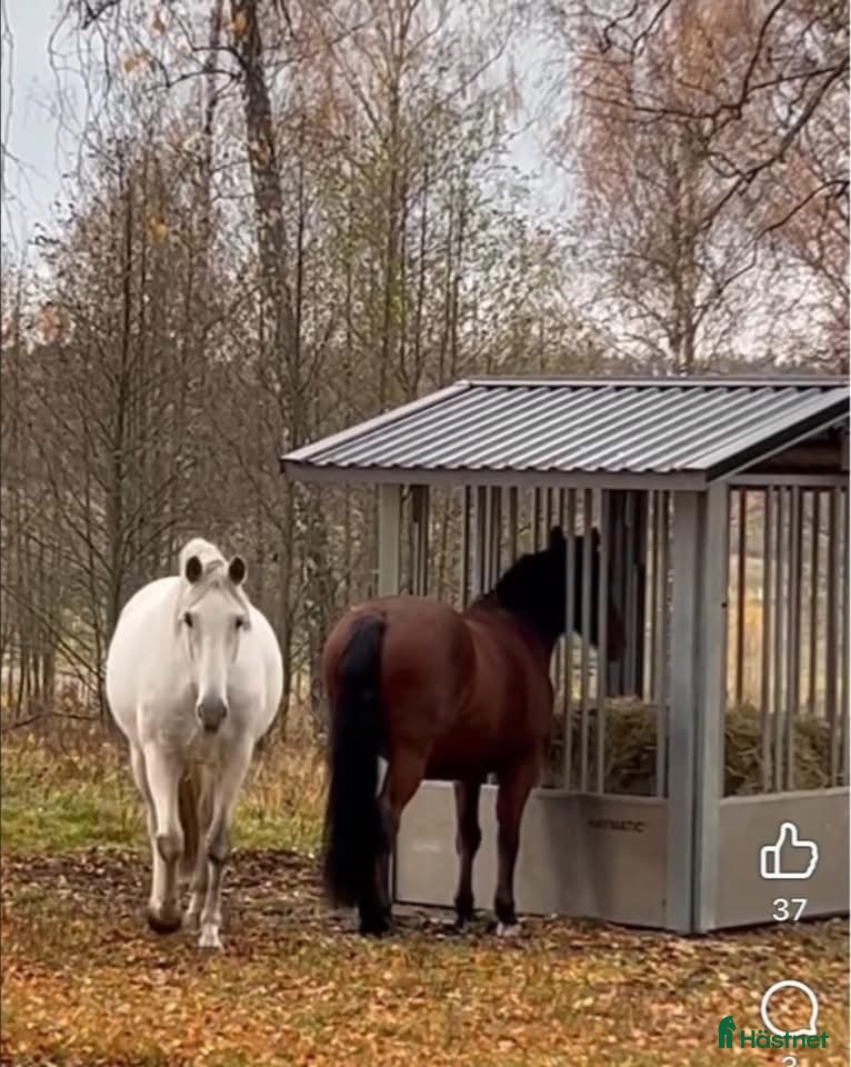  stallplats finnes: LÖSDRIFT - Lovön/Drottningholm🐎🐎🐎 - Annons 1