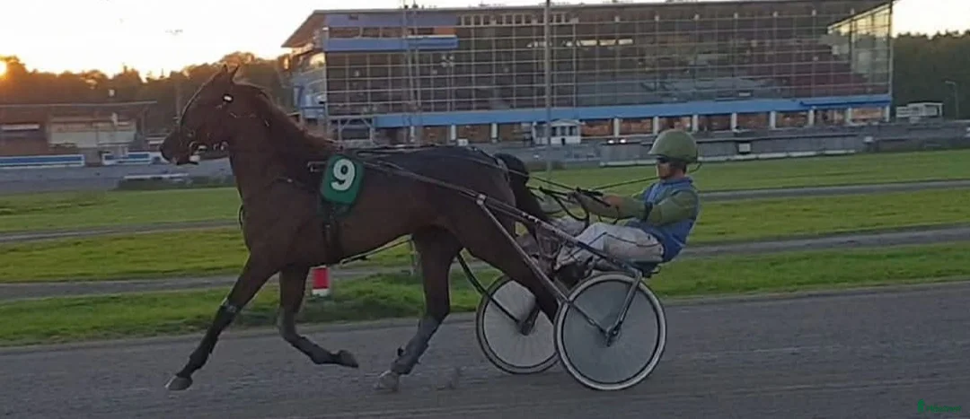 Trav hästar till salu: Starthästar till salu - Annons 3