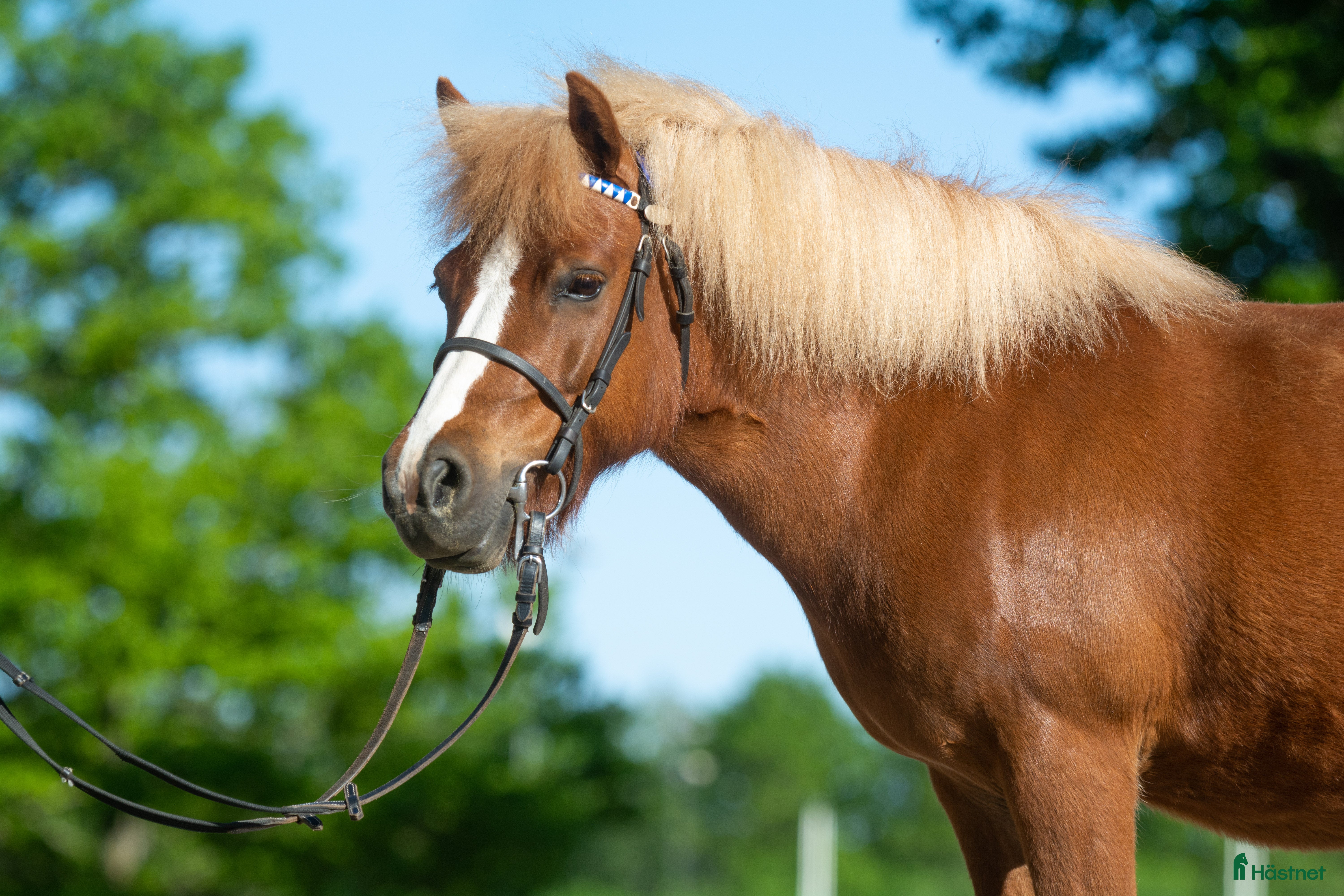  hästar Shettis med stor karisma!  - Annons 3