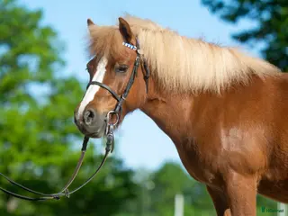 hästar Shettis med stor karisma! - Annons 3