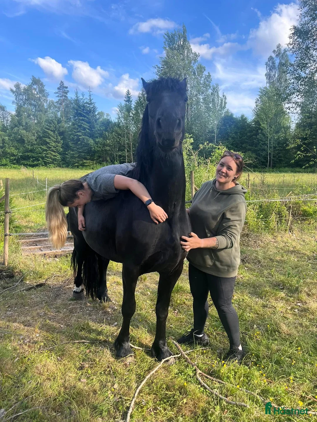 Dressyr hästar till salu: 🌸 VACKERT BAROCKPINTO-STO 🌸 - Annons 2