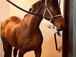 hästar Spency – SWB-sto, 17 år - Annons 14