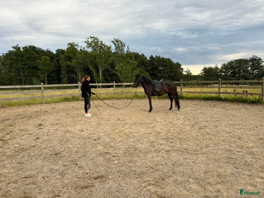 Island hästar till salu: Trevligt sto med mycket potential  i Kungsbacka - Annons 2