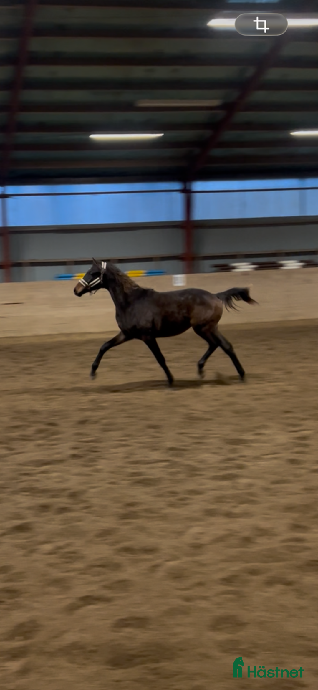 Dressyr hästar till salu: 2-åring med starkt möderne i Höganäs - Annons 1