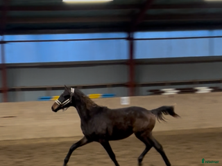 hästar 2-åring med starkt möderne i Höganäs - Annons 1