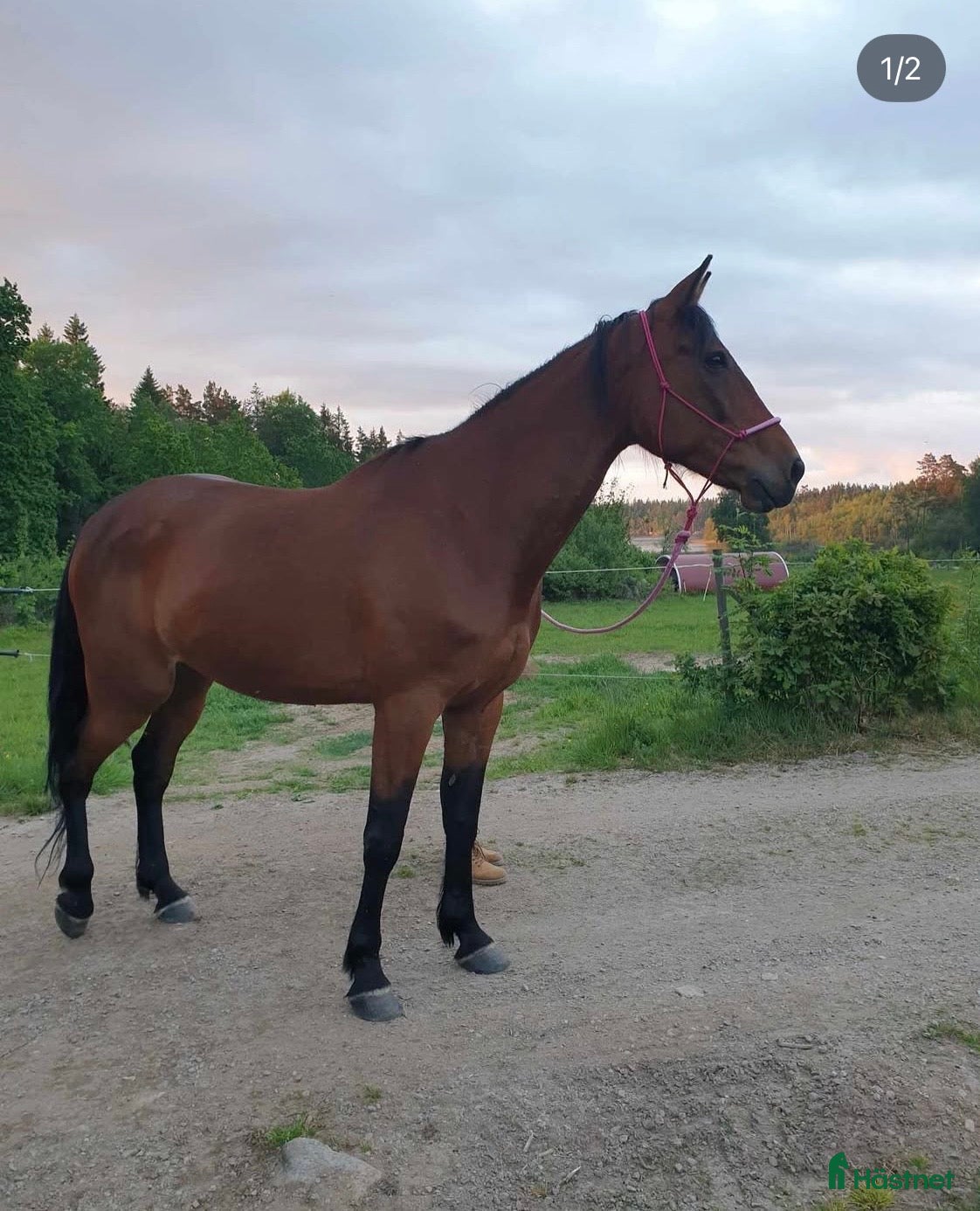  hästar The Lovely hope  i Eringsboda - Annons 4