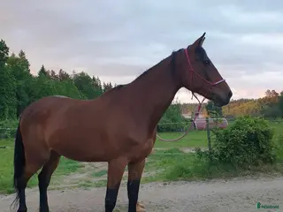 hästar The Lovely hope i Eringsboda - Annons 4