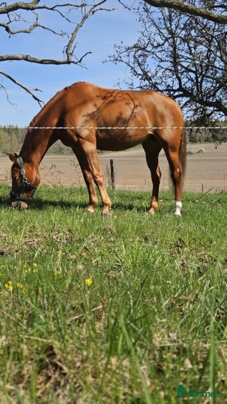  hästar Take a Chance on Me- fuxsto född 2019 - Annons 2