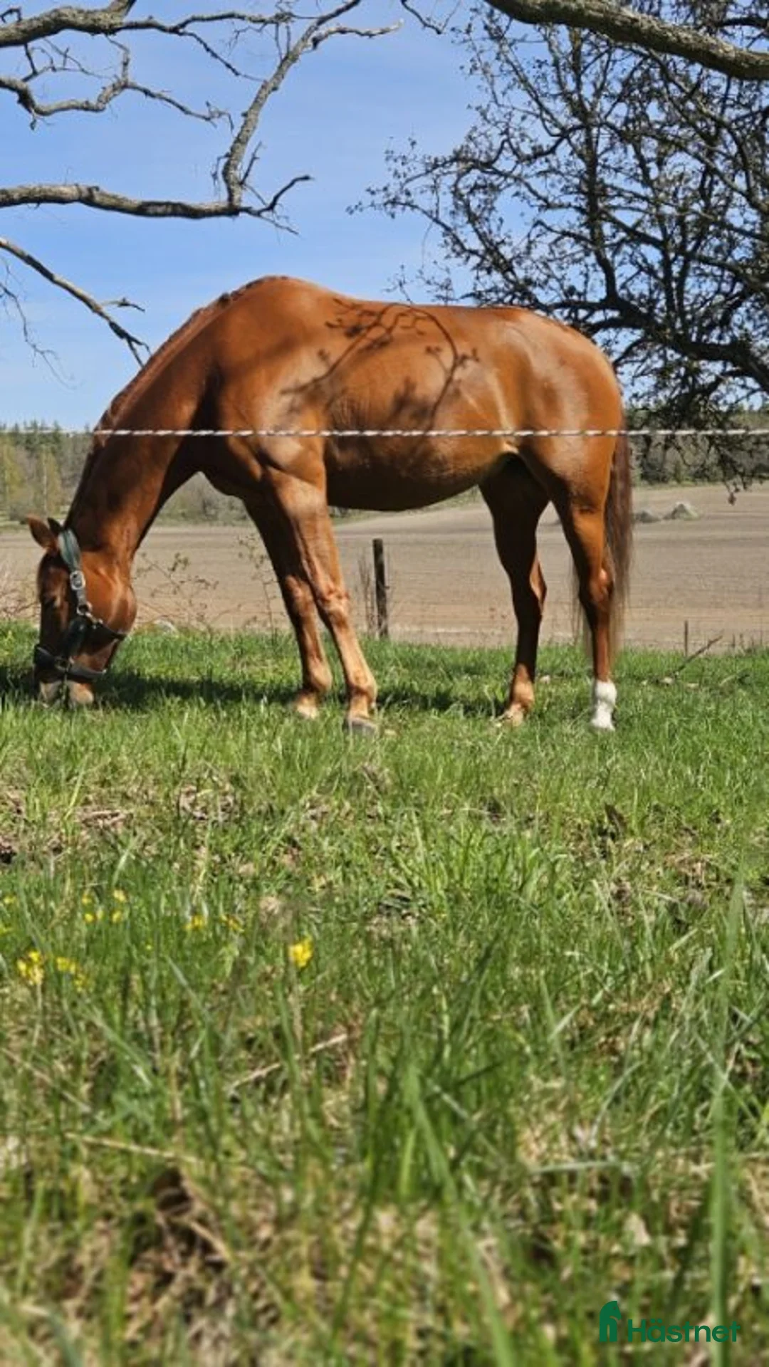 Allround hästar till salu: Take a Chance on Me- fuxsto född 2019 - Annons 2