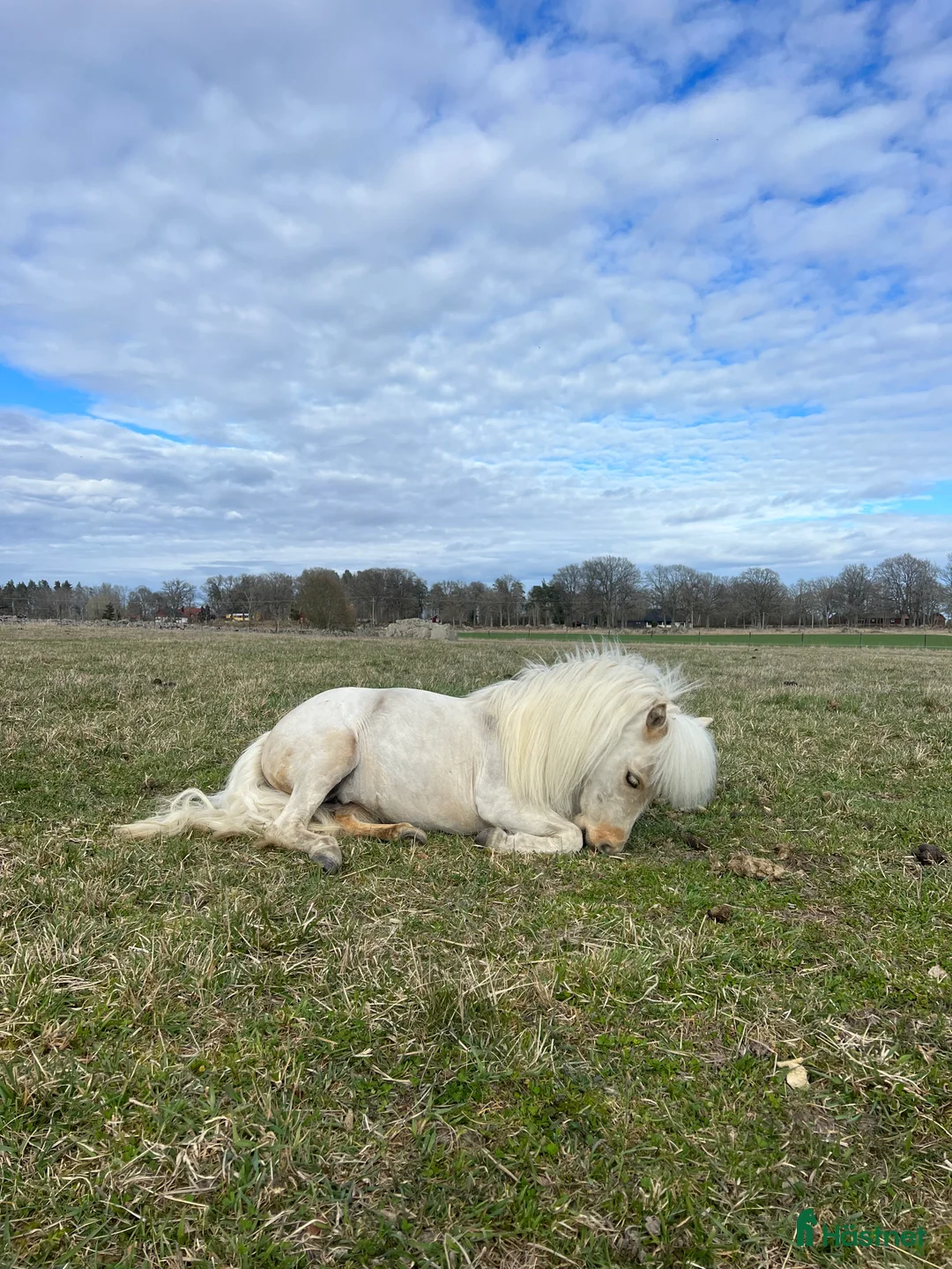 Övrigt hästar till salu: Socialt Shetlandssto söker nytt hem  i Grödinge - Annons 5